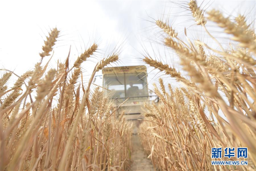 #（经济）（5）全国小麦机收率96%创新高