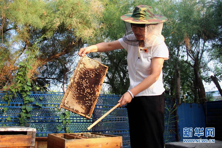 #（社会）（5）山东滨州：仲夏时节采蜜忙