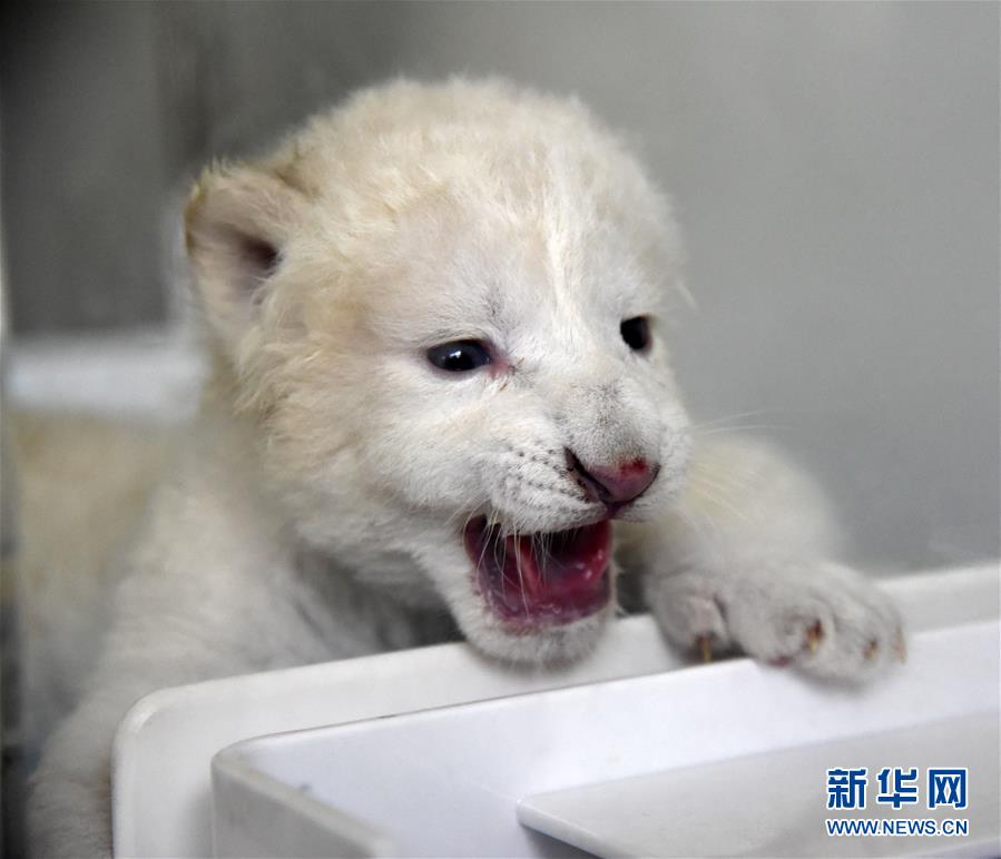 （社会）（5）济南：“龙凤胎”白狮出生 珍稀又可爱