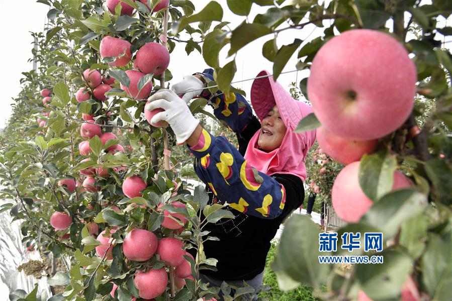 （经济）（2）山东威海：矮砧苹果喜获丰收