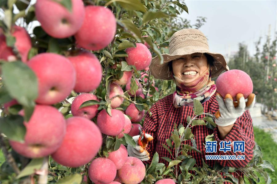 （经济）（3）山东威海：矮砧苹果喜获丰收
