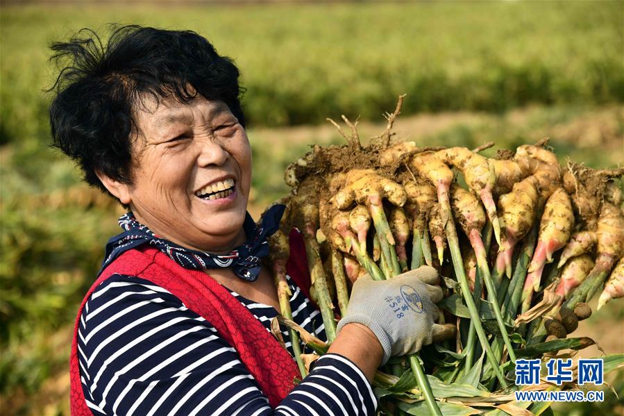 （社会）（2）山东乳山：大姜收获忙