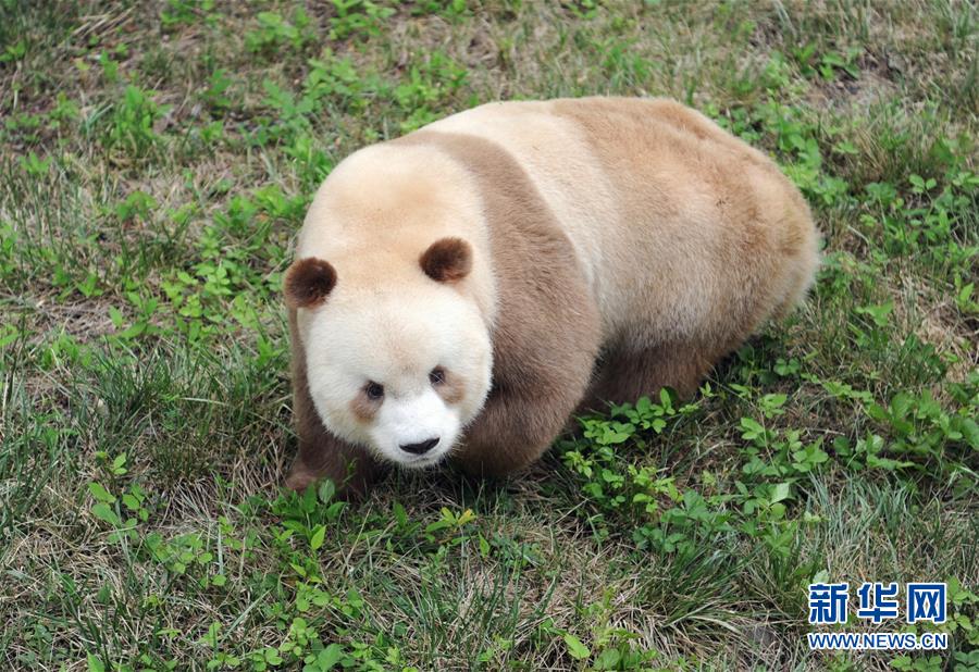 （图文互动）（4）全球唯一圈养棕色大熊猫“七仔”被终身认养
