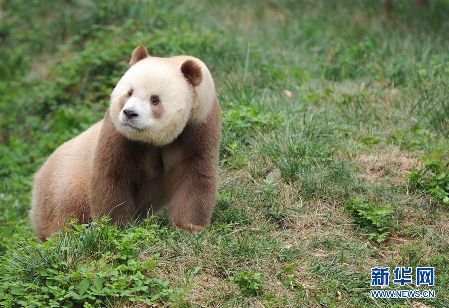 （图文互动）（5）全球唯一圈养棕色大熊猫“七仔”被终身认养
