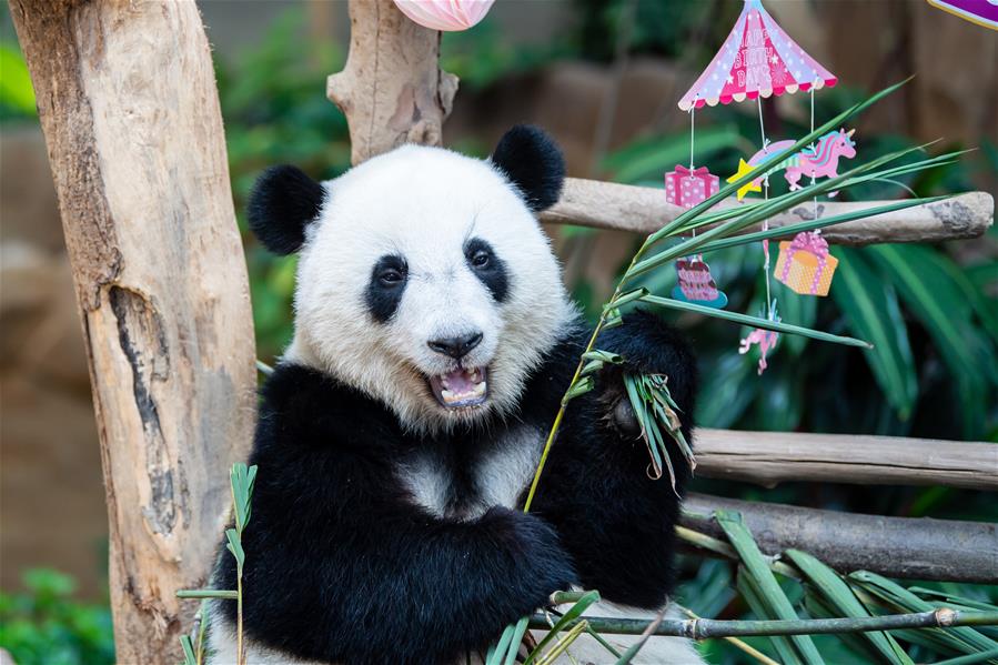 （国际）（2）马来西亚为在马出生的大熊猫“谊谊”庆生