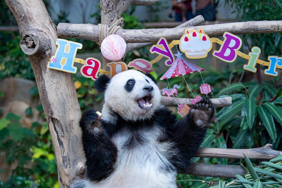 （国际）（3）马来西亚为在马出生的大熊猫“谊谊”庆生