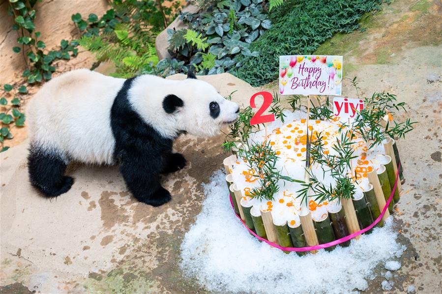 （国际）（7）马来西亚为在马出生的大熊猫“谊谊”庆生