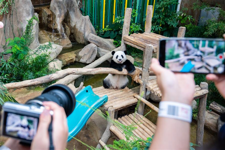 （国际）（9）马来西亚为在马出生的大熊猫“谊谊”庆生