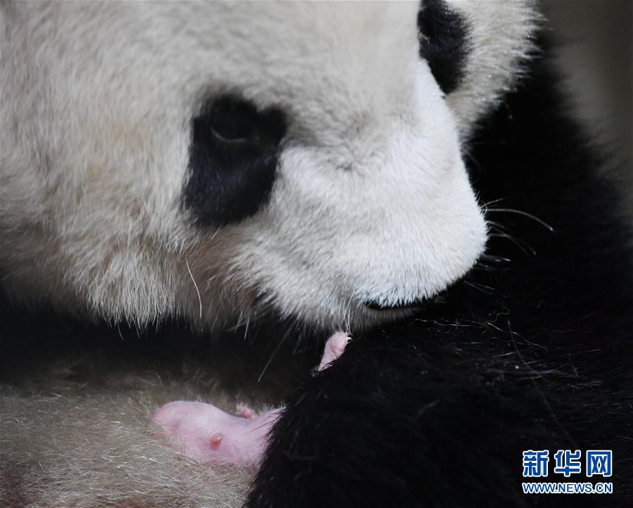 （图文互动）（2）三喜临门！两只大熊猫相继诞下“仨闺女”