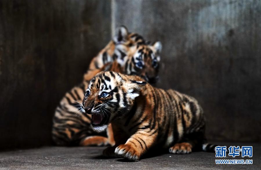 （新华视界）（3）上海动物园为华南虎宝宝征名