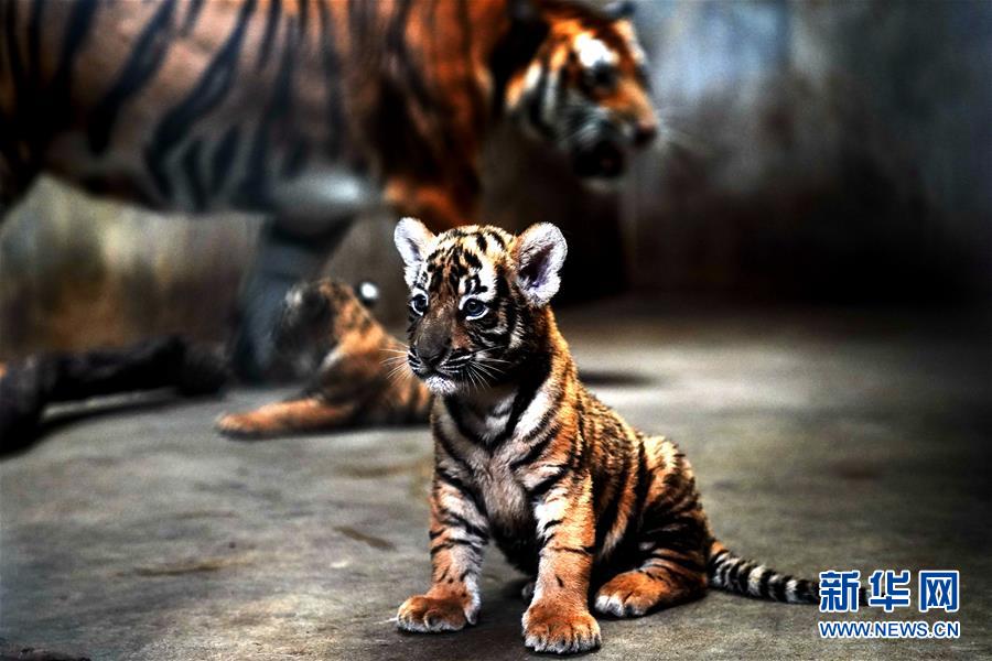 （新华视界）（4）上海动物园为华南虎宝宝征名
