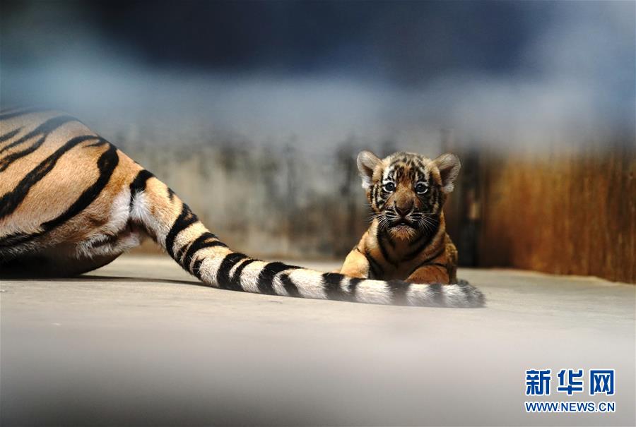 （新华视界）（5）上海动物园为华南虎宝宝征名