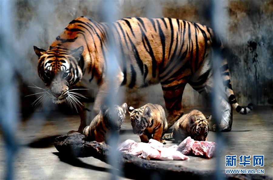 （新华视界）（6）上海动物园为华南虎宝宝征名