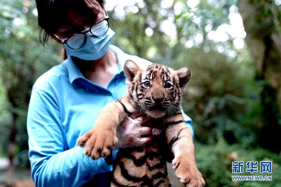 （新华视界）（7）上海动物园为华南虎宝宝征名