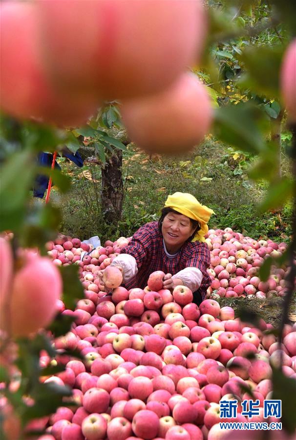 #（经济）（1）山东沂源：金秋苹果迎丰收