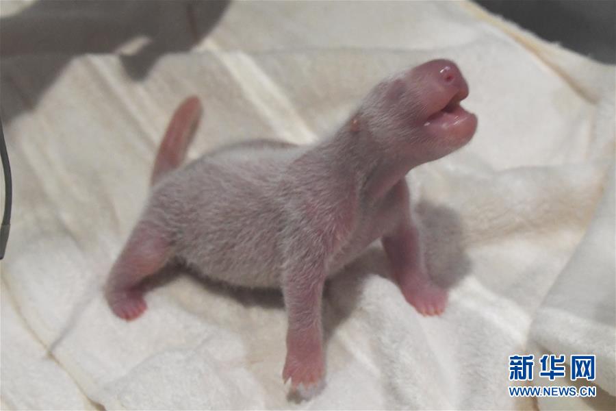 （国际）（1）又一大熊猫宝宝在日本诞生