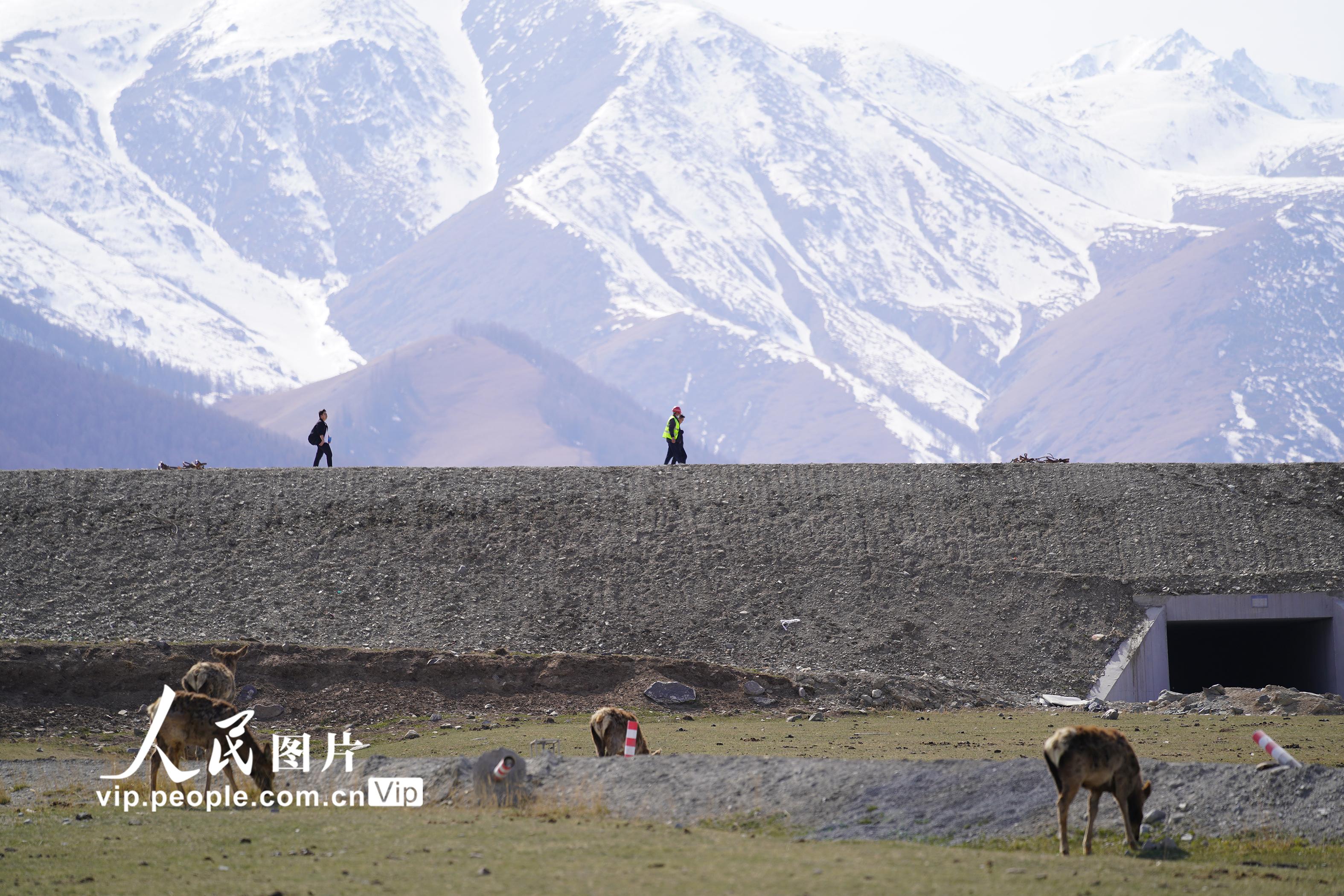 新疆：公路建设为野生动物增设“专用通道”