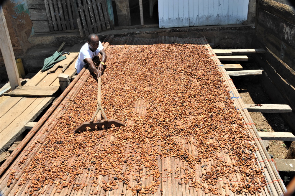 5月11日，在加纳东部省一处可可种植园，一名种植户晾晒可可豆。
