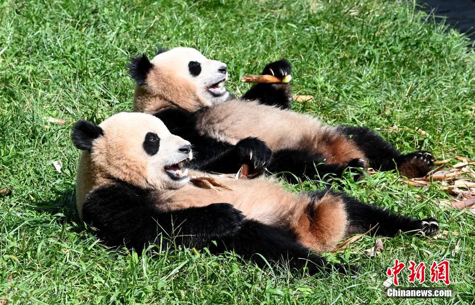 中国大熊猫保护研究中心内大熊猫憨态可掬