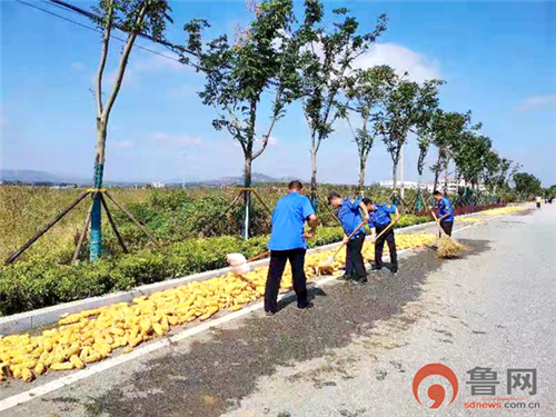 青岛平度:扎实做好秋粮抢收抢种 确保道路交通安全