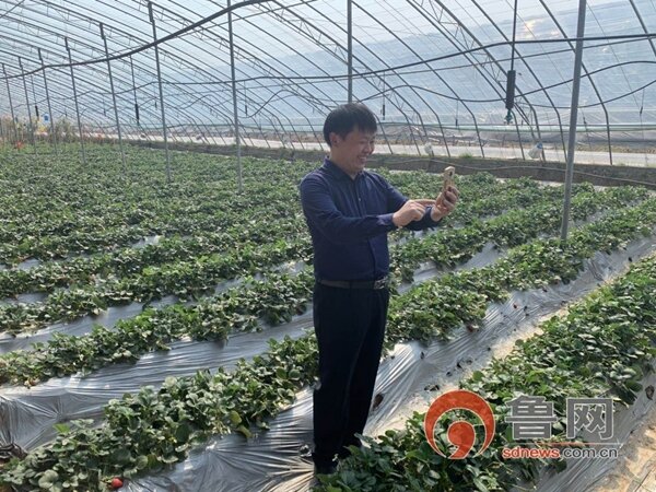 青岛胶州洋河镇80后副书记直播带货促销售