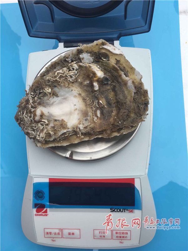 青岛牡蛎养殖技术,青岛专家成功养殖近江牡蛎 体重比一般牡蛎大4成