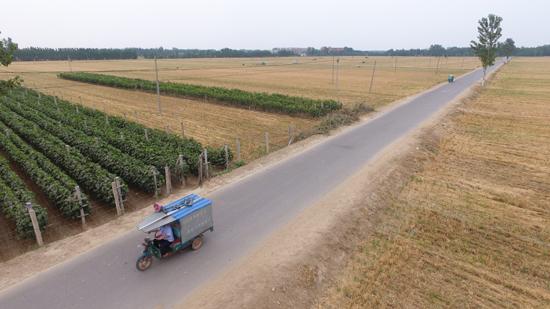 6月27日傍晚，在茌平县贾寨镇，公益电影放映员贾喜安骑着电动三轮车到邢胡刘放映公益电影。（无人机拍摄）