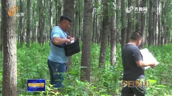 通过法院拍得1506亩林地有证无地 胶州市自然资源局工作人员：管不了