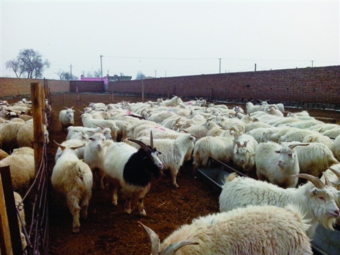 包头市郊区一育肥羊户300余只羊待出栏 记者李人杰摄