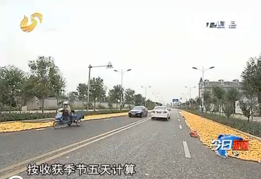 可以解决粮食晾晒问题的烘干机在山东并不普及，村民大多还是选择在公路上晾晒视频截图