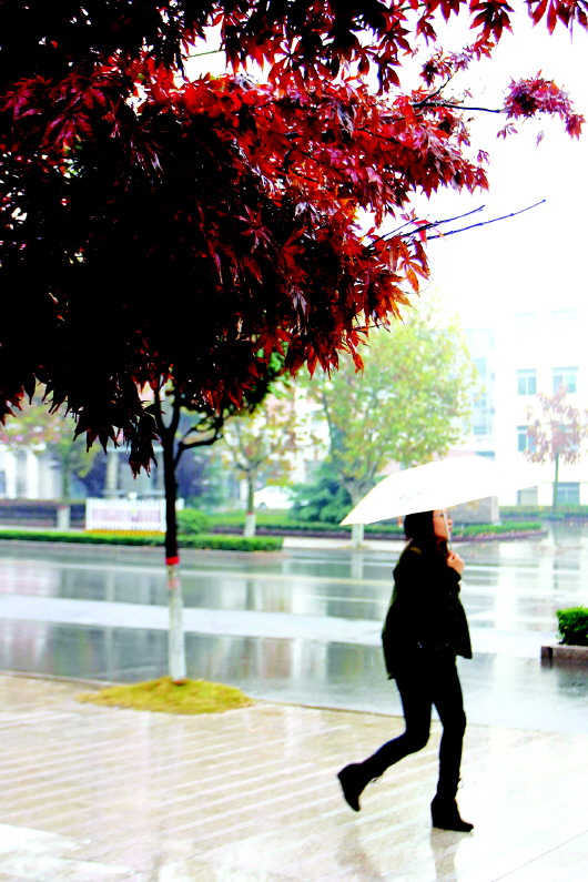 淄博枣庄跻身全国森林城市 山东森林城市达到4个