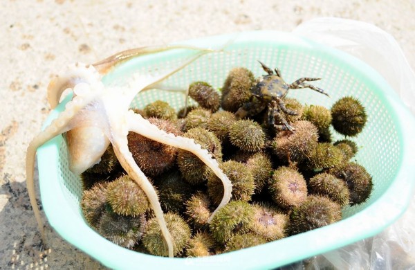 高清：实拍青岛春日赶海 海胆波螺一挖一箩筐
