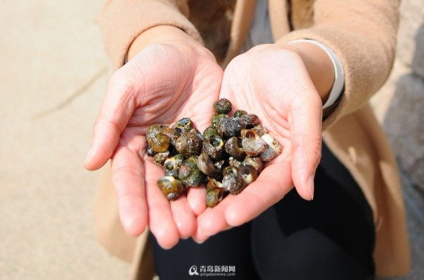 高清：实拍青岛春日赶海 海胆波螺一挖一箩筐