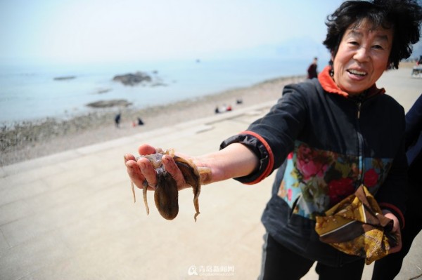 高清：实拍青岛春日赶海 海胆波螺一挖一箩筐