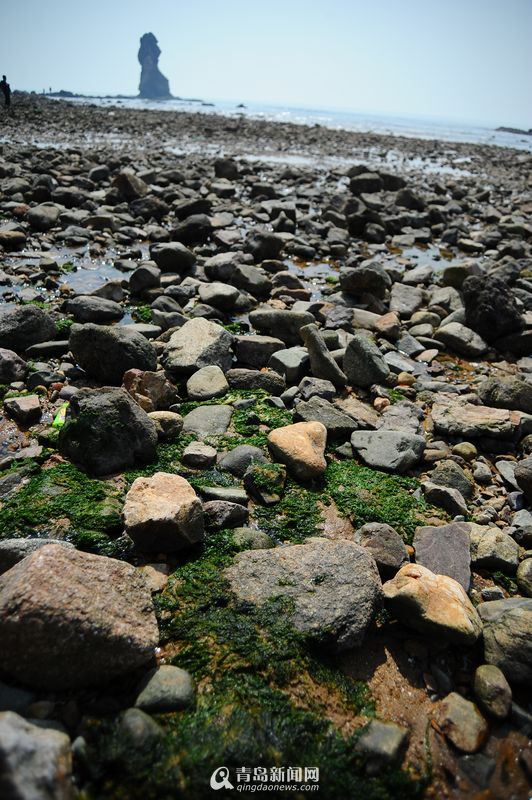 高清：实拍青岛春日赶海 海胆波螺一挖一箩筐
