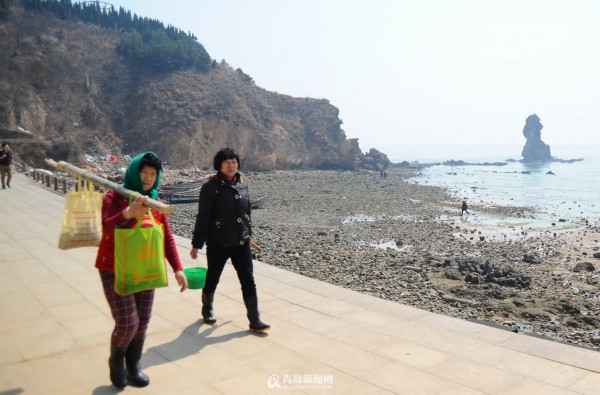 高清：实拍青岛春日赶海 海胆波螺一挖一箩筐