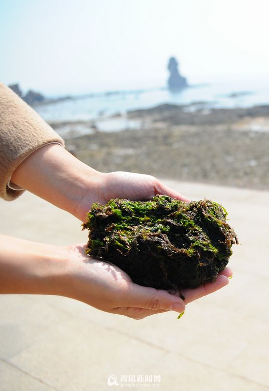 高清：实拍青岛春日赶海 海胆波螺一挖一箩筐