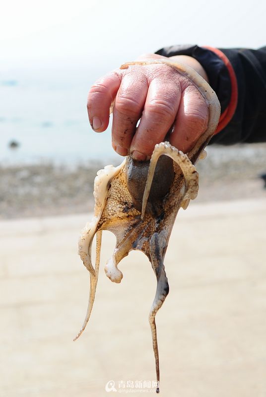 高清：实拍青岛春日赶海 海胆波螺一挖一箩筐