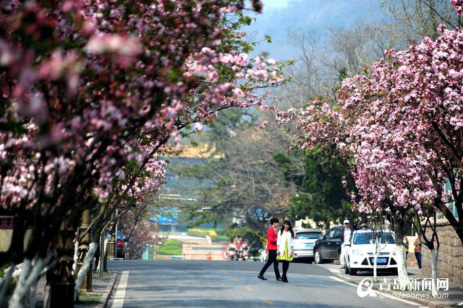 高清：樱花谢了海棠又红 八大关赏花正当时