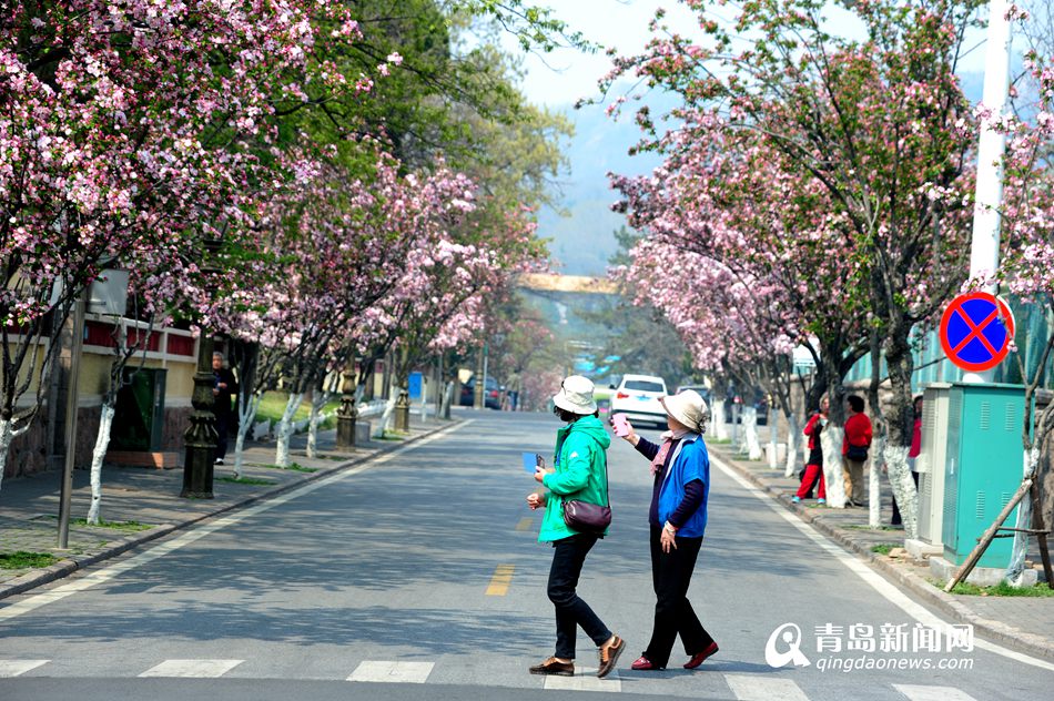 高清：樱花谢了海棠又红 八大关赏花正当时