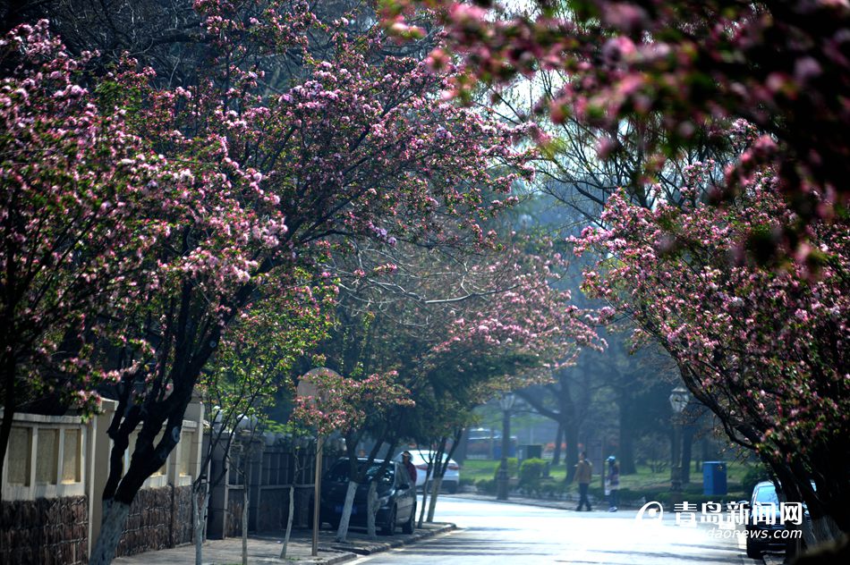 高清：樱花谢了海棠又红 八大关赏花正当时