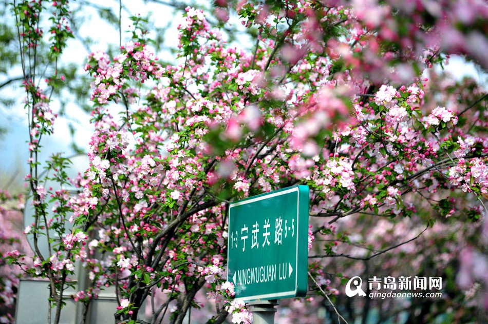 高清：樱花谢了海棠又红 八大关赏花正当时