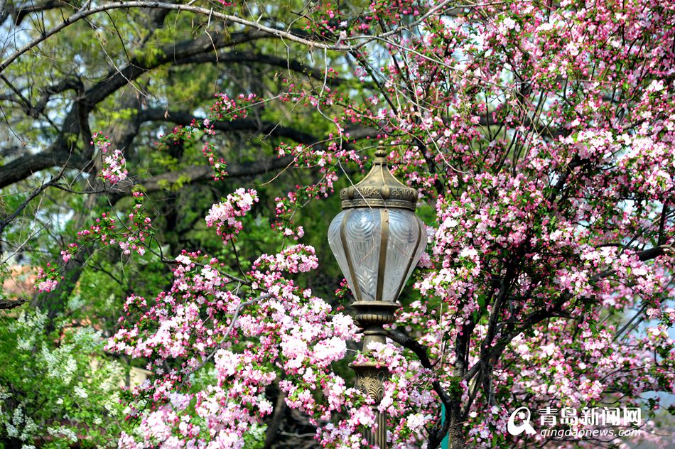高清：樱花谢了海棠又红 八大关赏花正当时