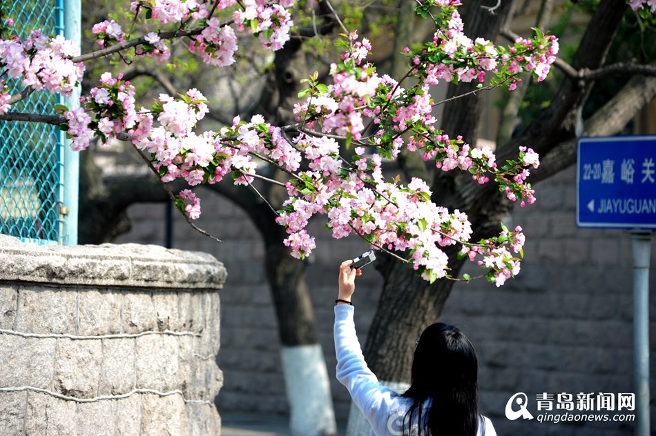高清：樱花谢了海棠又红 八大关赏花正当时