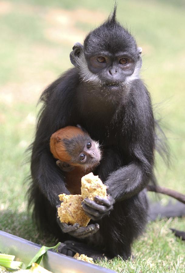 #（社会）（2）烟台动物园黑叶猴宝宝与游客见面