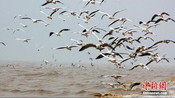 山东大口河自然保护区成为“鸟类天堂”