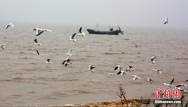 山东大口河自然保护区成为“鸟类天堂”