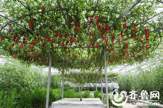 单株累计结果6000斤的水培西红柿树