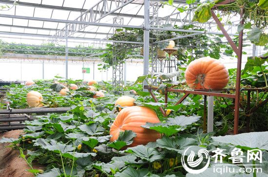 重达200公斤的“巨人南瓜”