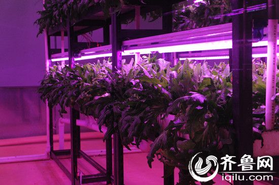 植物工厂使用不同的LED光照射调节作物生长期